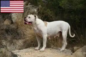 Read more about the article Hodowcy i szczenięta Buldog amerykański w USA