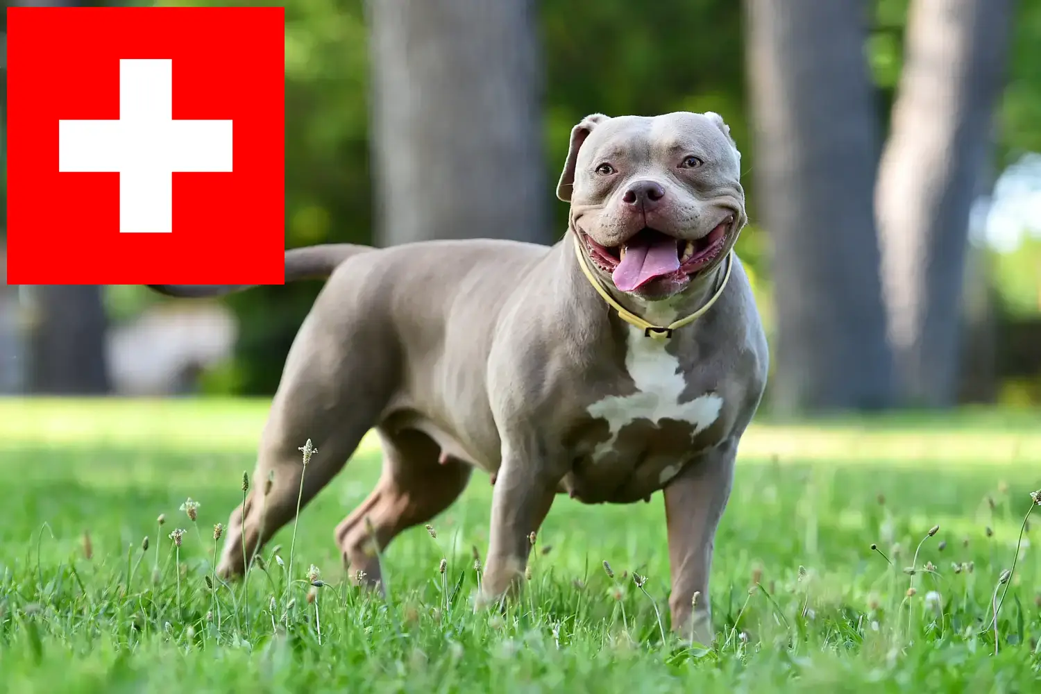 Buldog amerykański szczenięta i hodowcy Szwajcaria Tutaj znajdziesz hodowców Buldogi amerykańskie w Szwajcaria.