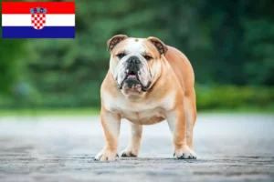 Read more about the article Hodowcy i szczenięta Buldog angielski w Chorwacja
