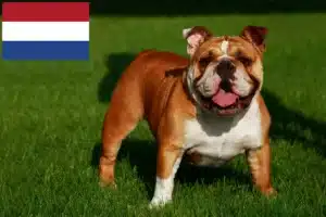 Read more about the article Hodowcy i szczenięta Buldog angielski w Holandia