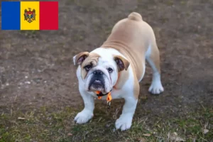 Read more about the article Buldog angielski hodowcy i szczenięta w Mołdawia