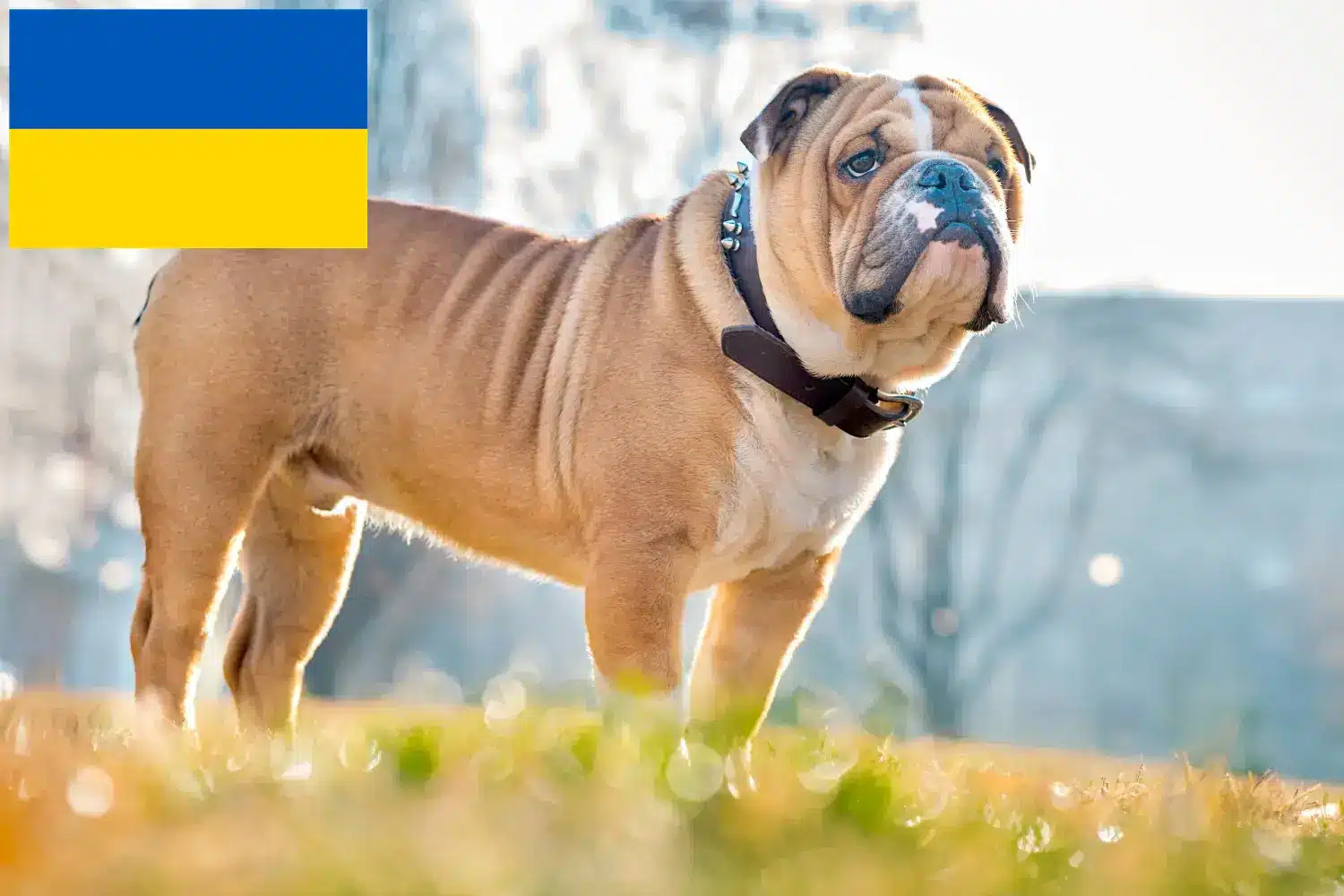 Buldog angielski szczenięta i hodowcy Ukraina Znajdź hodowców Buldog angielski w Ukraina tutaj.