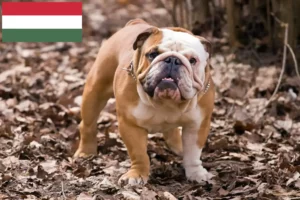Read more about the article Hodowcy i szczenięta Buldog angielski w Węgry