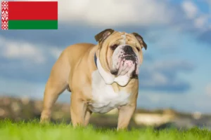 Read more about the article Hodowcy i szczenięta Buldog angielski w Białoruś