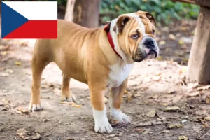 Read more about the article Hodowcy i szczenięta Buldog angielski w Czechy