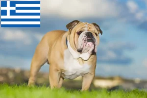 Read more about the article Hodowcy i szczenięta Buldog angielski w Grecja