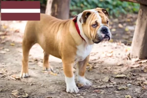 Read more about the article Buldog angielski hodowcy i szczenięta w Łotwa