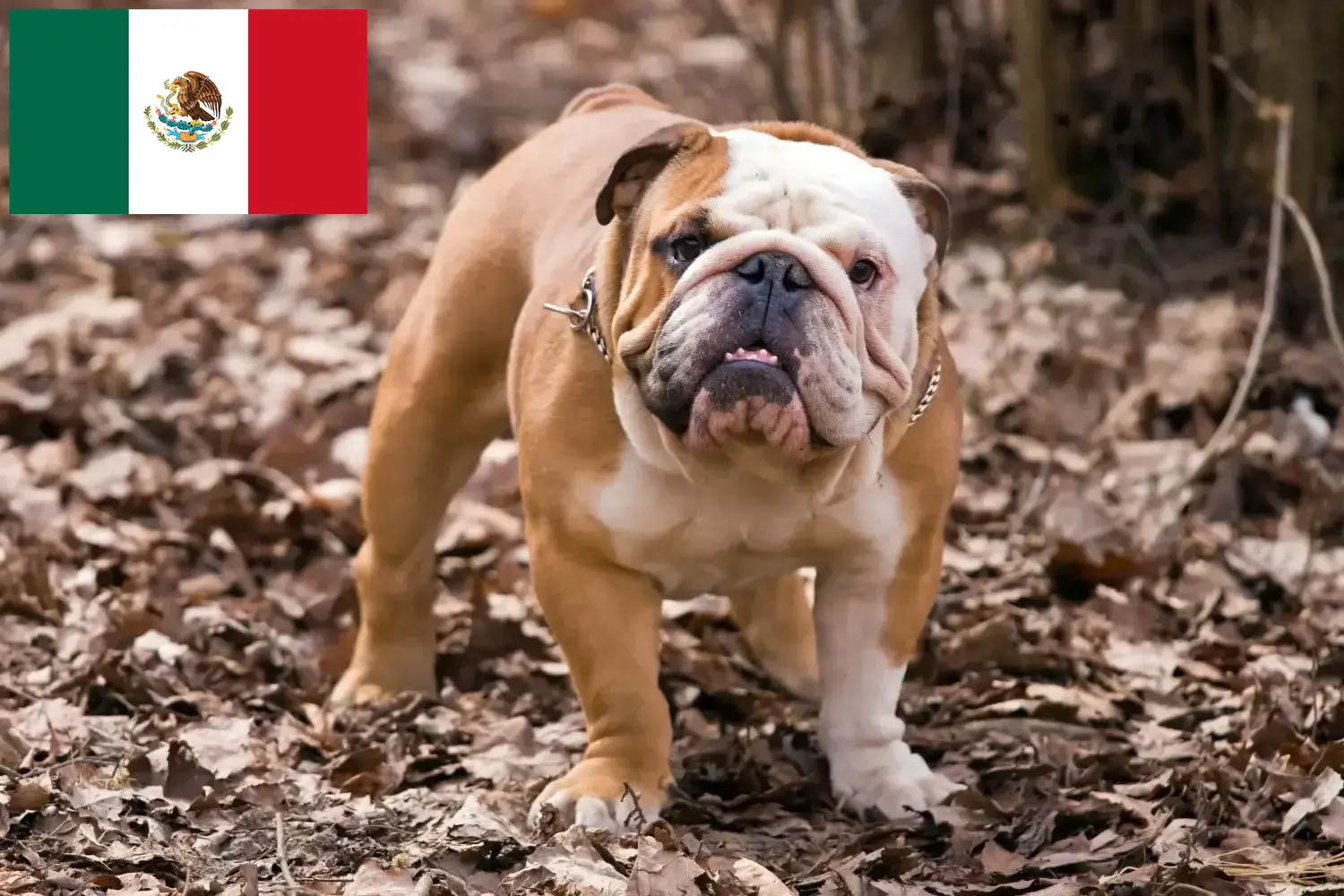Buldog angielski szczenięta i hodowcy Meksyk Znajdź hodowców Buldog angielski w Meksyk tutaj.