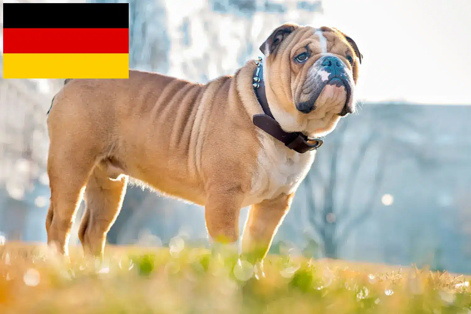 Buldog angielski szczenięta i hodowcy Niemcy Tutaj znajdziesz hodowców rasy Buldog angielski w Niemcy.
