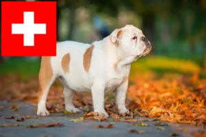 Read more about the article Hodowcy i szczenięta Buldog angielski w Szwajcaria