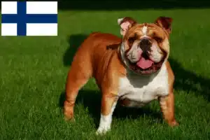 Read more about the article Hodowcy i szczenięta Buldog angielski w Finlandia
