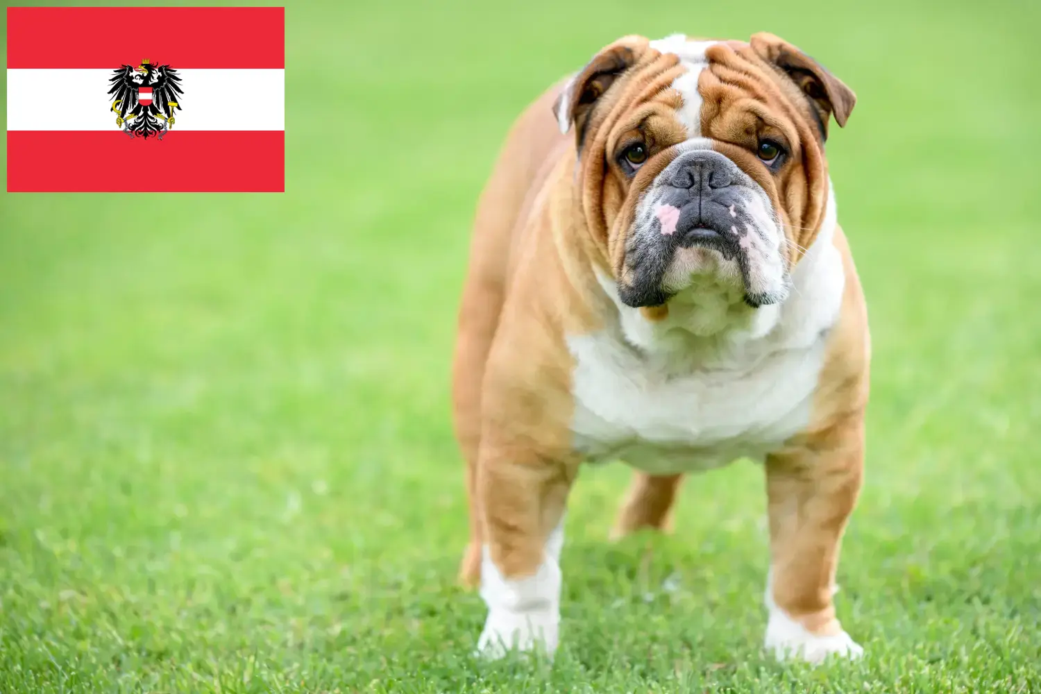 Buldog angielski szczenięta i hodowcy Austria Tutaj znajdziesz hodowców rasy Buldog angielski w Austria.
