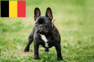Read more about the article Hodowcy i szczenięta Buldog francuski w Belgia