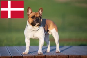 Read more about the article Hodowcy i szczenięta Buldog francuski w Dania