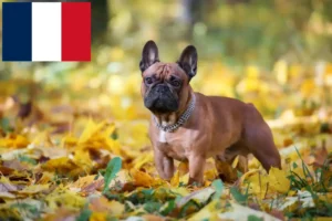 Read more about the article Hodowcy i szczenięta Buldog francuski w Francja