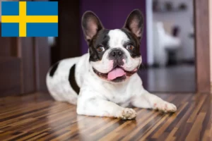 Read more about the article Hodowcy i szczenięta Buldog francuski w Szwecja