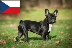 Read more about the article Hodowcy i szczenięta Buldog francuski w Czechy