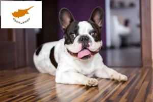 Read more about the article Hodowcy i szczenięta Buldog francuski w Cypr