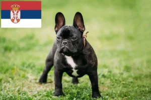 Read more about the article Buldog francuski hodowcy i szczenięta w Serbia