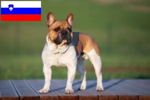 Read more about the article Hodowcy i szczenięta Buldog francuski w Słowenia