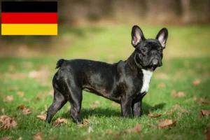 Read more about the article Hodowcy i szczenięta Buldog francuski w Niemcy