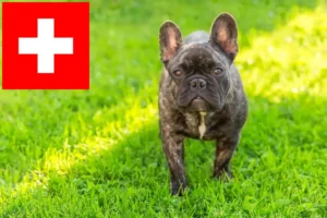 Read more about the article Hodowcy i szczenięta Buldog francuski w Szwajcaria