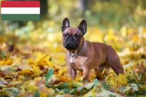 Read more about the article Hodowcy i szczenięta Buldog francuski w Węgry