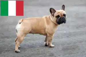 Read more about the article Hodowcy i szczenięta Buldog francuski w Włochy