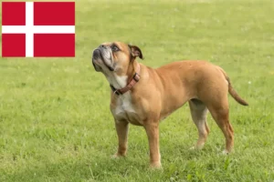 Read more about the article Hodowcy i szczenięta Buldog kontynentalny w Dania