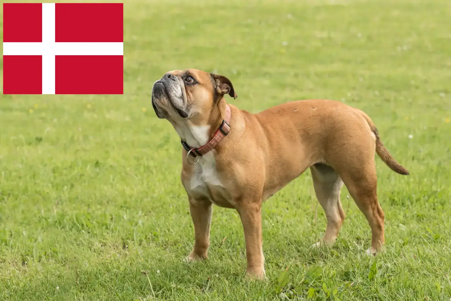 Buldog kontynentalny szczenięta i hodowcy Dania Znajdź hodowców buldogów kontynentalnych w Dania.