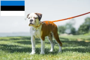 Read more about the article Hodowcy i szczenięta Buldog kontynentalny w Estonia