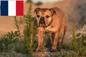 Read more about the article Hodowcy i szczenięta Buldog kontynentalny w Francja