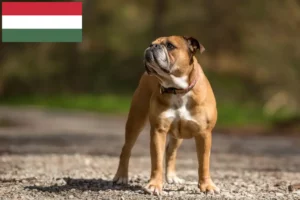 Read more about the article Hodowcy i szczenięta Buldog kontynentalny w Węgry