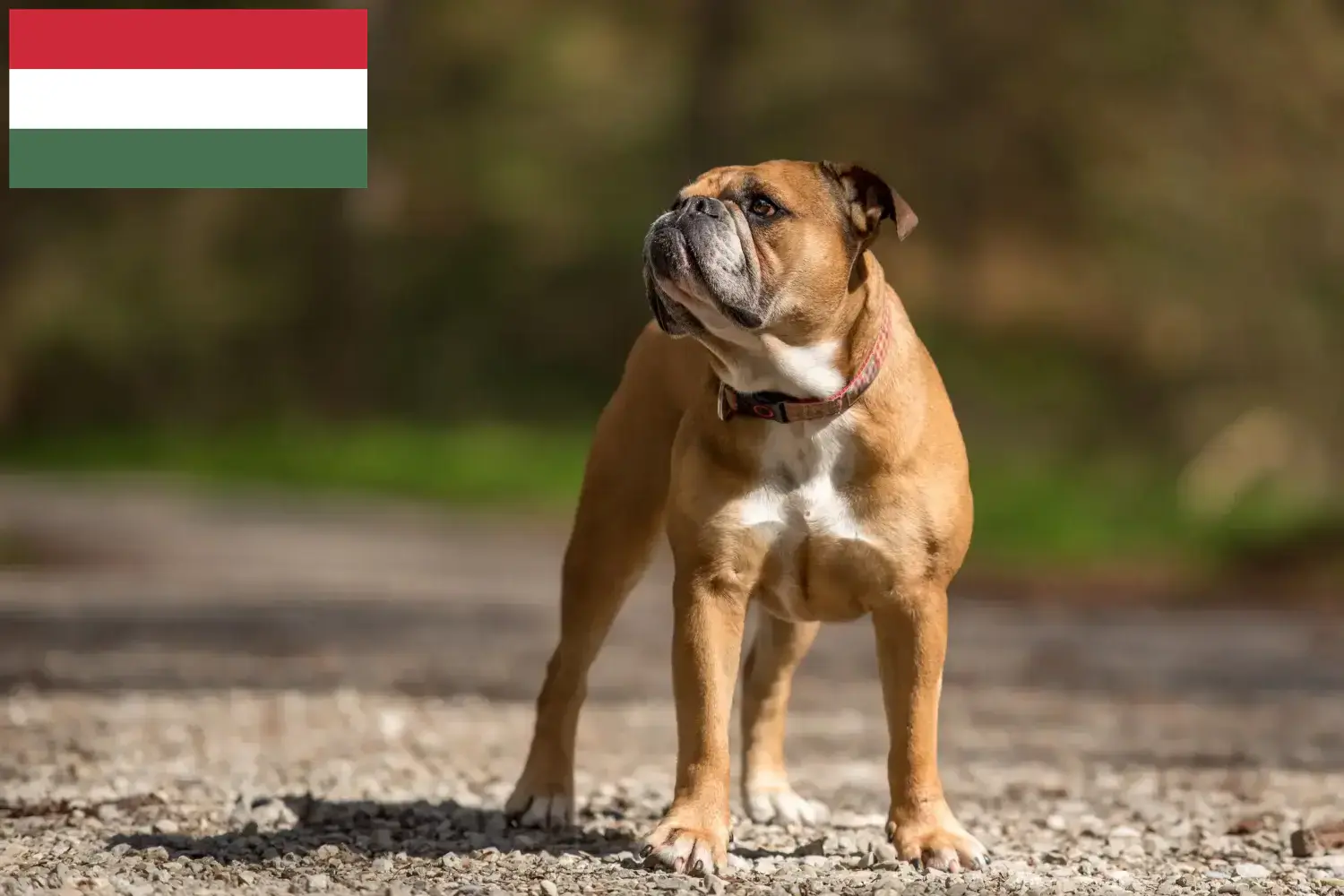 Buldog kontynentalny szczenięta i hodowcy Węgry Tutaj możesz znaleźć hodowców Buldogi kontynentalne w Węgry.
