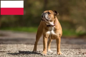 Read more about the article Hodowcy i szczenięta Buldog kontynentalny w Polska