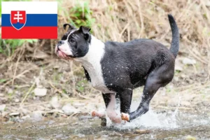 Read more about the article Hodowcy i szczenięta Buldog kontynentalny w Słowacja