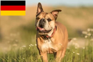 Read more about the article Hodowcy i szczenięta Buldog kontynentalny w Niemcy