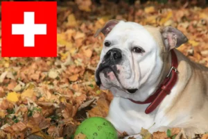 Read more about the article Hodowcy buldogów kontynentalnych i szczenięta w Szwajcaria