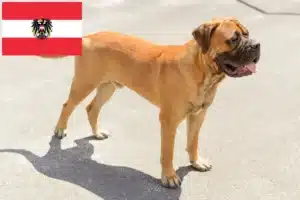 Read more about the article Hodowcy i szczenięta bullmastiff w Austria