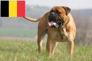 Read more about the article Hodowcy i szczenięta bullmastiff w Belgia