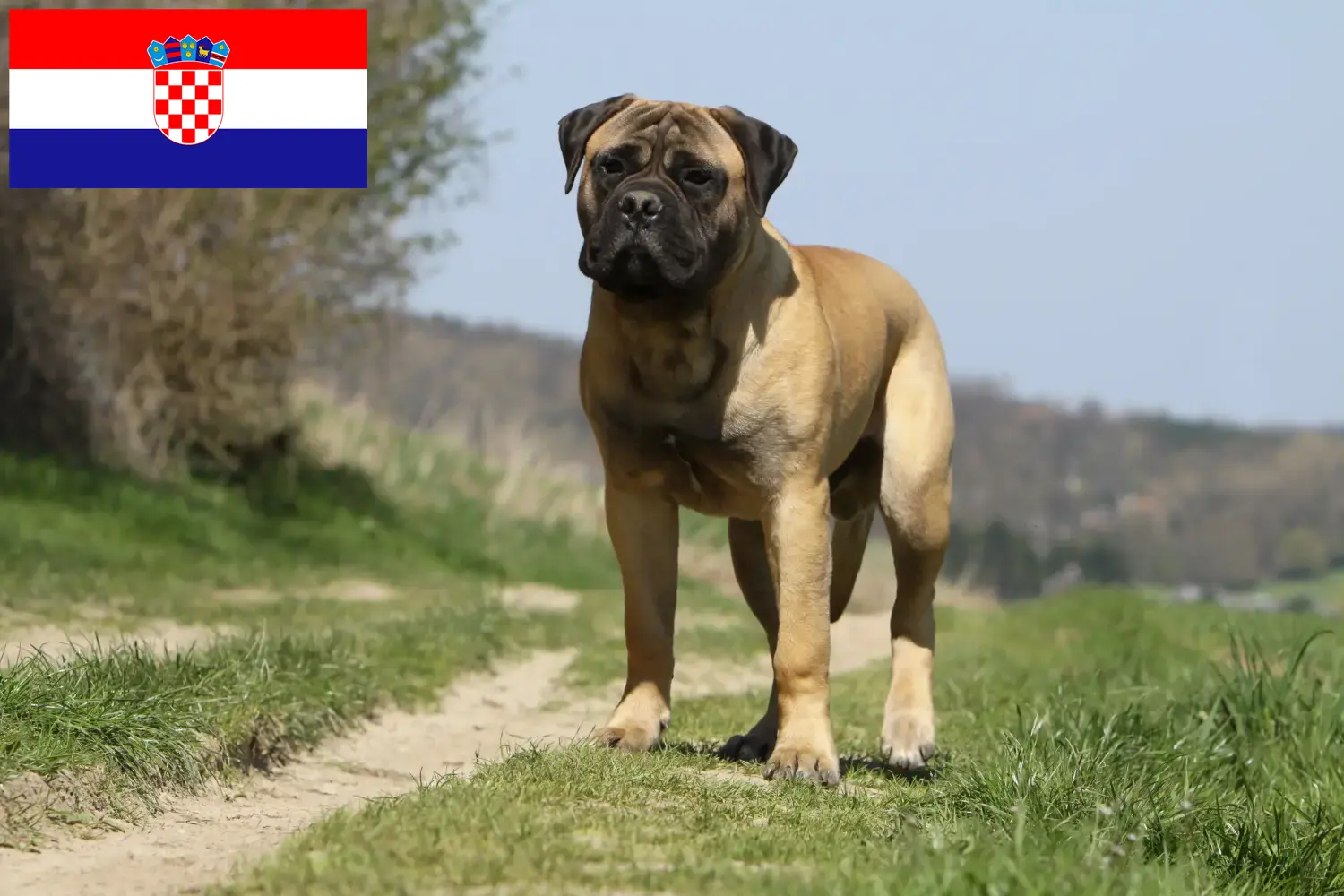 Bullmastiff szczenięta i hodowcy Chorwacja Tutaj znajdziesz hodowców rasy Bullmastiff w Chorwacja.