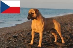 Read more about the article Hodowcy psów rasy bullmastiff i szczenięta w Czechy