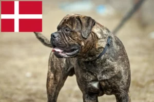 Read more about the article Hodowcy i szczenięta bullmastiff w Dania