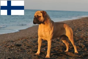 Read more about the article Hodowcy i szczenięta bullmastiff w Finlandia