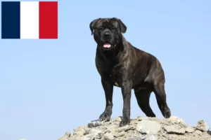 Read more about the article Hodowcy i szczenięta bullmastiff w Francja