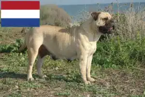 Read more about the article Hodowcy i szczenięta bullmastiff w Holandia
