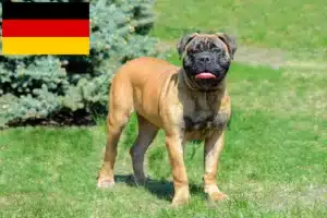 Read more about the article Hodowcy i szczenięta bullmastiff w Niemcy