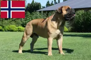 Read more about the article Hodowcy i szczenięta bullmastiff w Norwegia