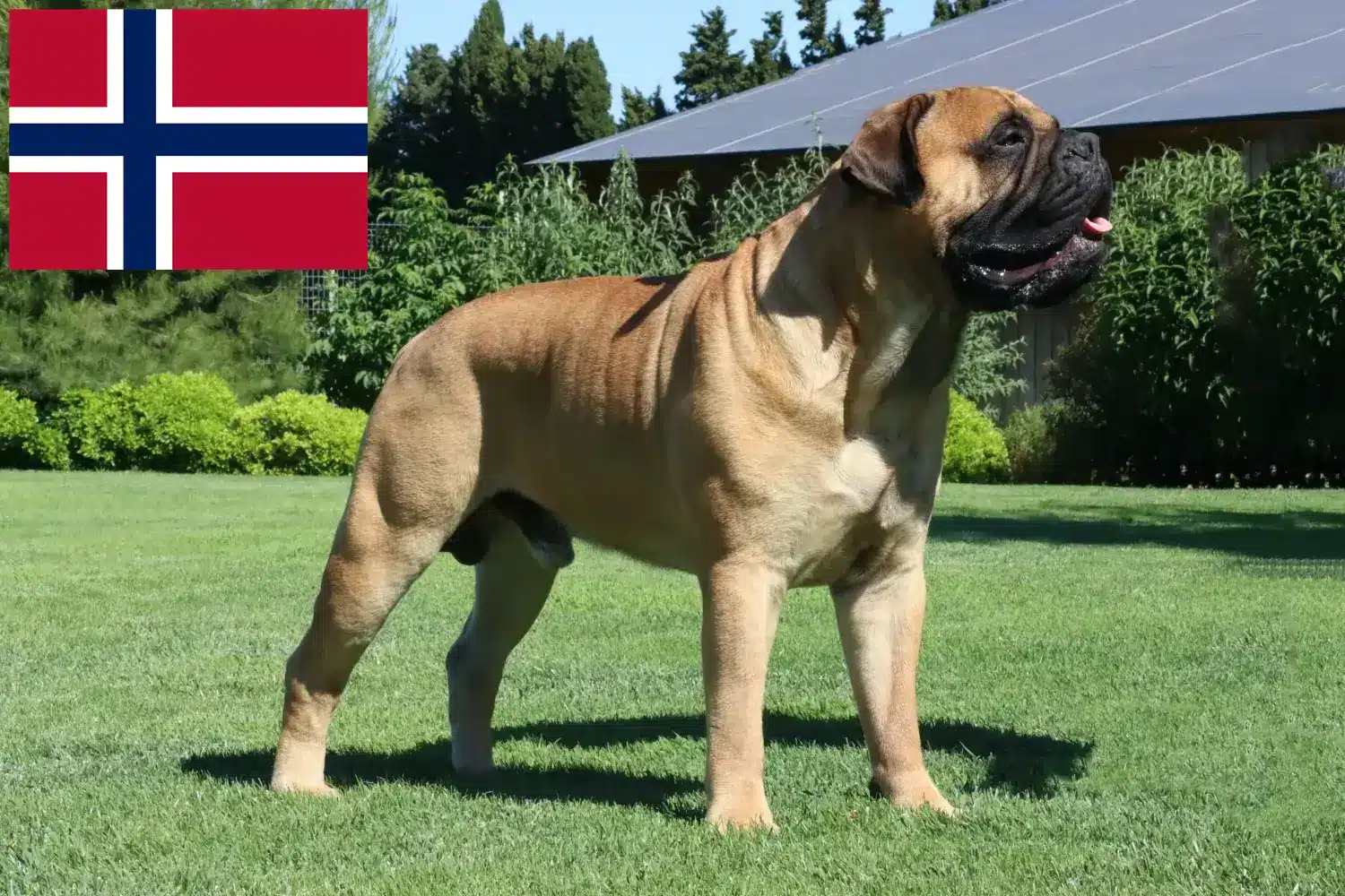 Read more about the article Hodowcy i szczenięta bullmastiff w Norwegia