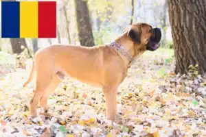 Read more about the article Hodowcy i szczenięta bullmastiff w Rumunia